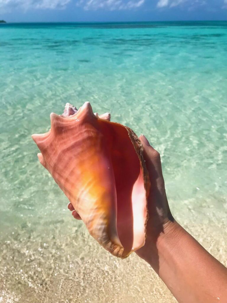 Botutos: una specie di lumaca di mare commestibile molto grande, un mollusco gasteropode marino della famiglia Strombidae, le vere conchiglie di mare - Posada Macondo, Los Roques, Venezuela