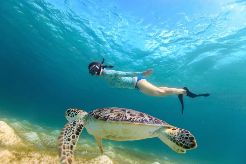 L'Arcipelago di Los Roques in Venezuela ha una grande varietà di tartarughe marine - Innamorati di questa inmensa bellezza naturale nelle tue vacanze a Los Roques con Posada Macondo - Migliori offerte di snorkeling