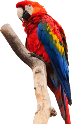 Macaw waiting to welcome you to your best vacation holiday in the Caribbean paradise: Los Roques - Posada Macondo